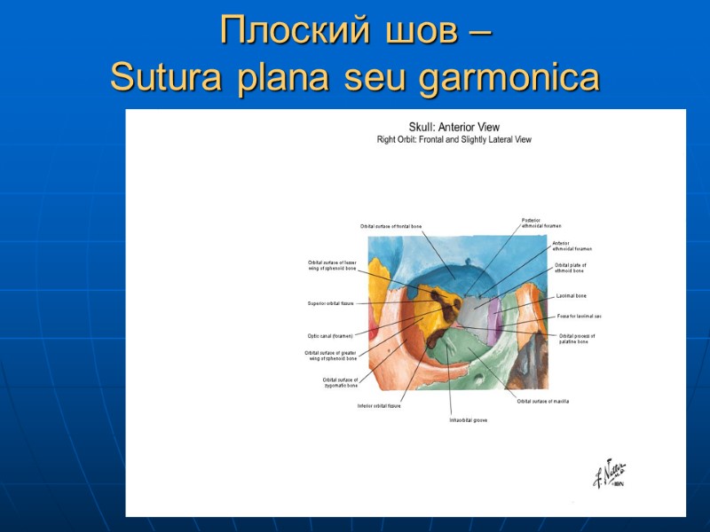 Плоский шов –  Sutura plana seu garmonica